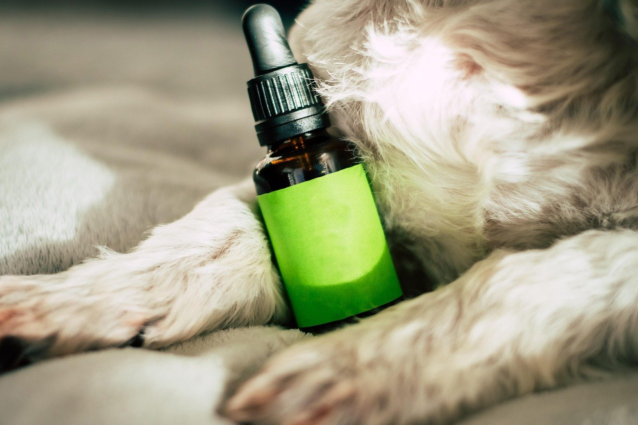 CBD Oil for Anxiety: Does It Really Work?